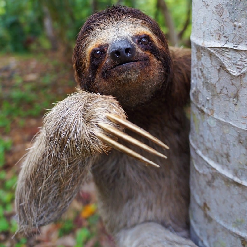 Sloth 1