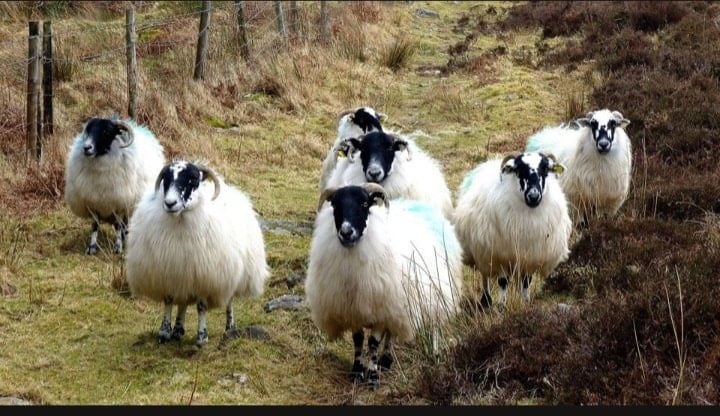 Comeragh sheep